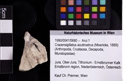 Foto (Objket + Etiketten) von Cracensigillatus acutirostrus (Moericke, 1889) 